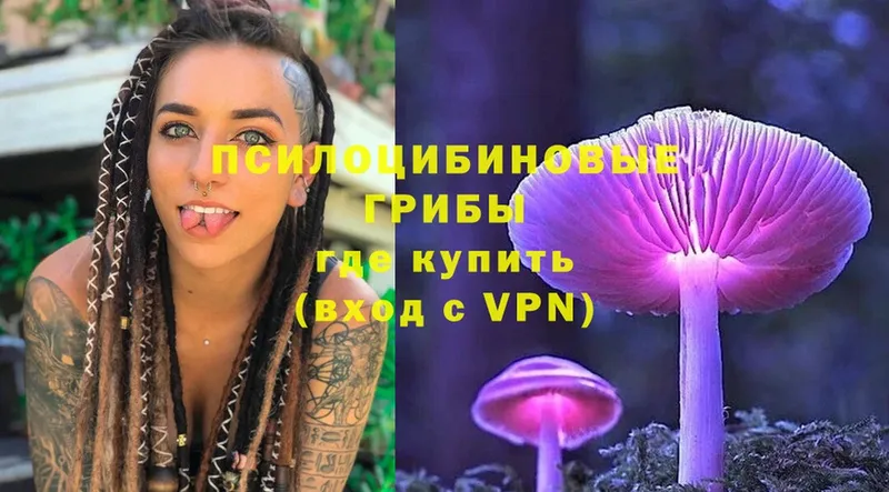 площадка как зайти  Улан-Удэ  Галлюциногенные грибы Psilocybe 